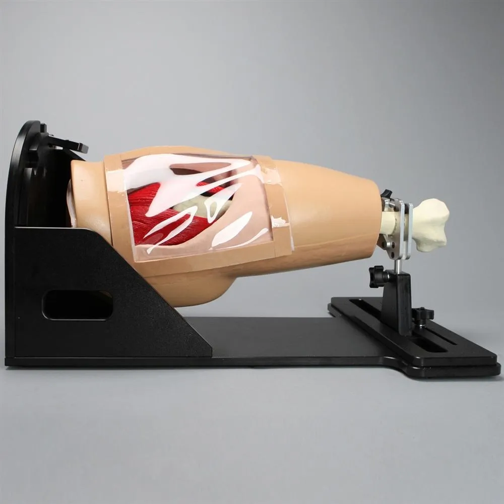 Arthroscopy Hip Model On Deluxe Stand