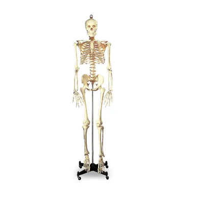 Budget Full-Size Skeleton -5ft. 6 in. -Mounted on 16 in. W x 3 in. H Metal Base with Wheels