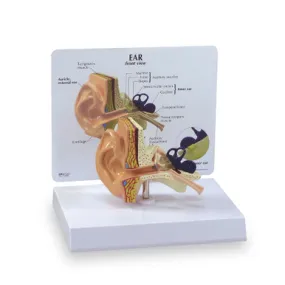 Human Ear Model